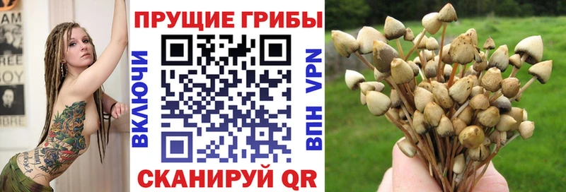 Галлюциногенные грибы Psilocybine cubensis  Нерехта 
